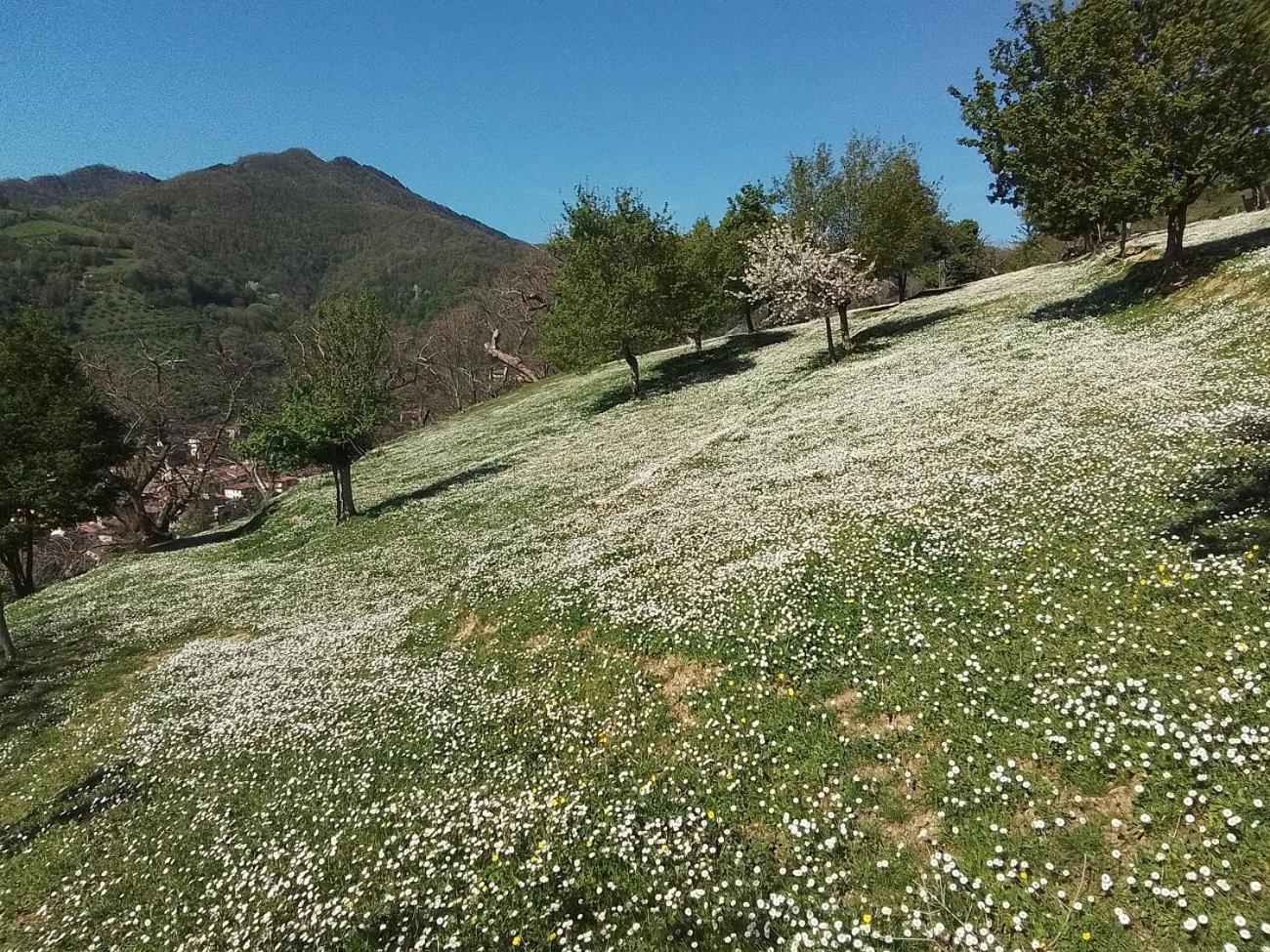 Casa Vacanze Podere Ugolini Ronta المظهر الخارجي الصورة